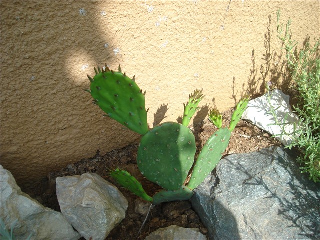 opuntia